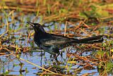 Boat-tailed Grackleborder=